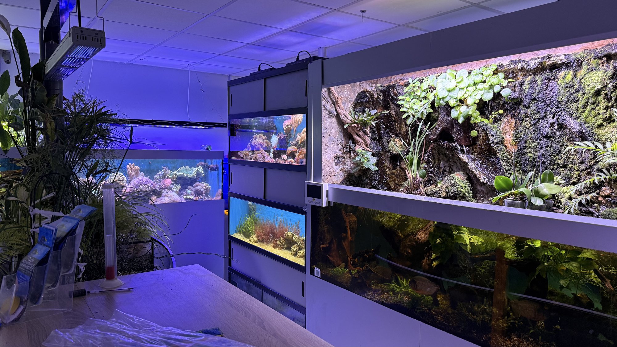 Bacs du Club d'Aquariophilie de Fondettes dans le local : aquarium récifal, paludarium planté et bacs d'eau douce