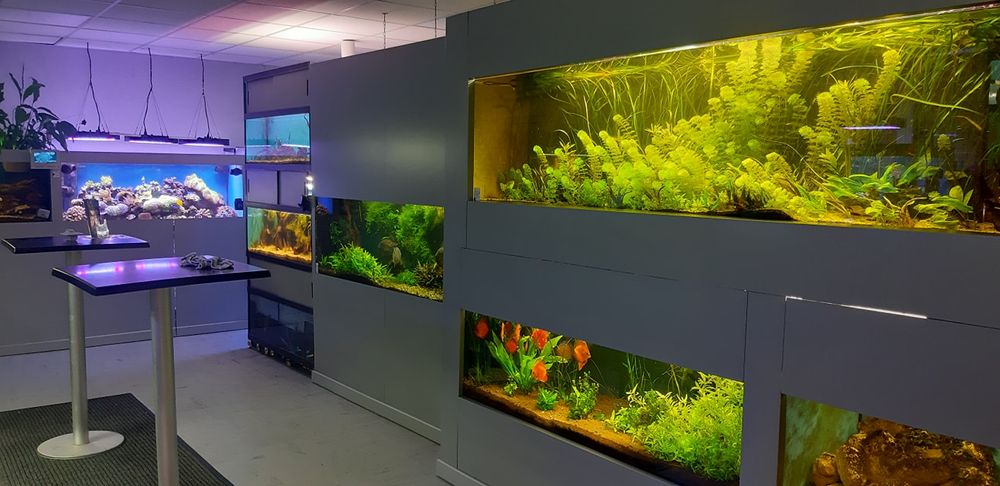 Les bacs du Club d'Aquariophilie de Fondettes alignés dans le local municipal