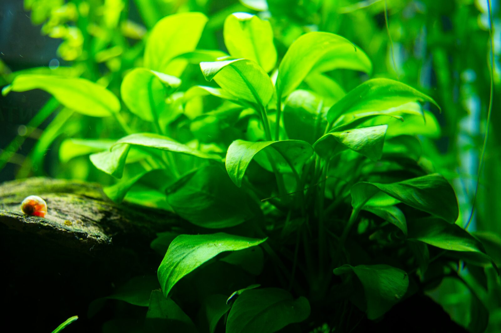 Aquarium densément planté, banc de poissons évoluant parmi les plantes aquatiques