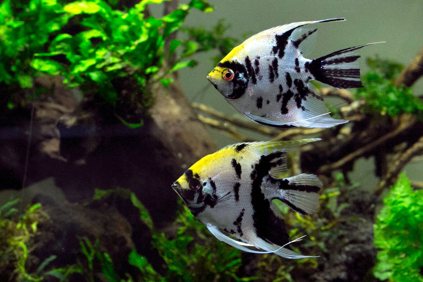 Banc de poissons dans un aquarium communautaire bien installé