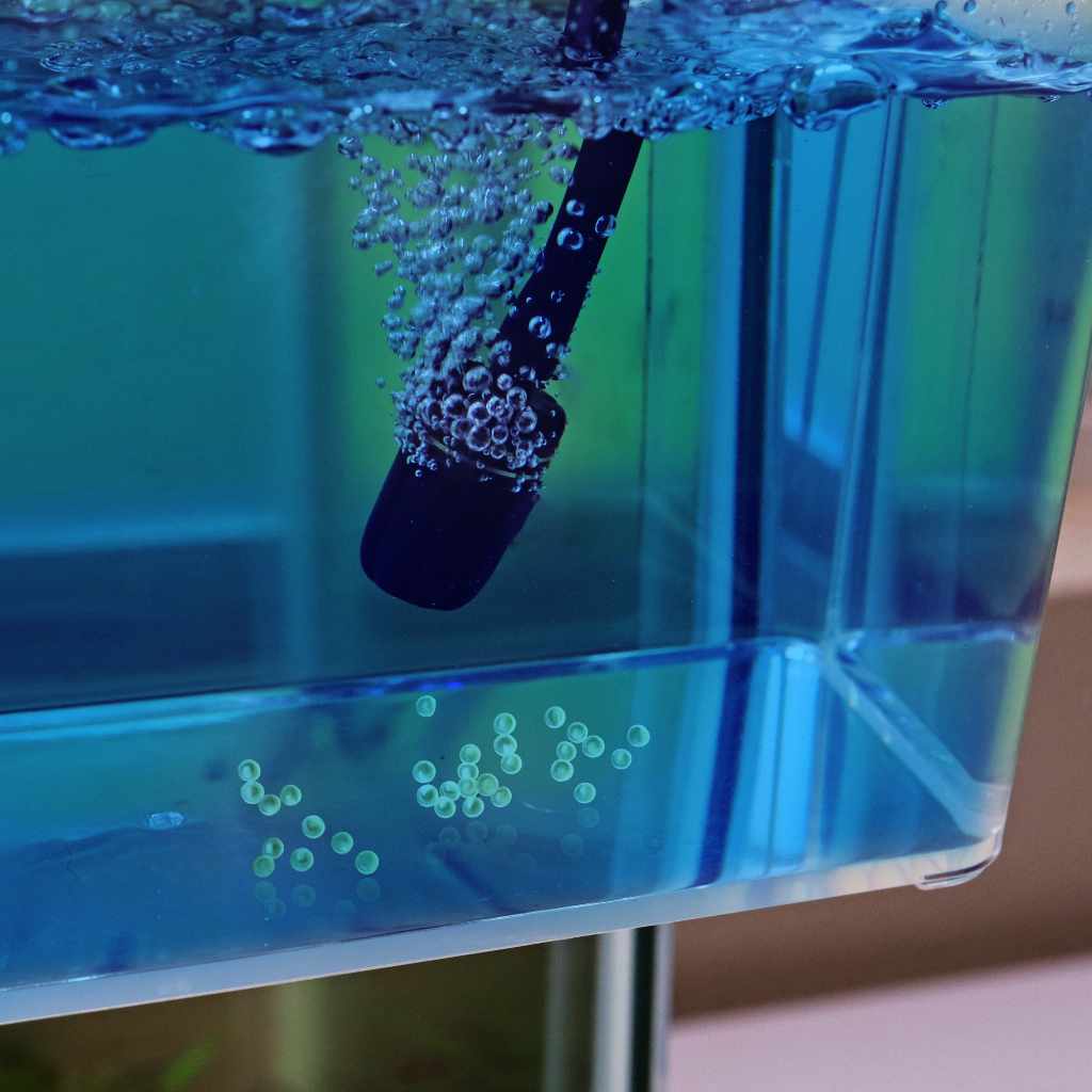 Poisson en bonne santé dans un bac clair, propice à la surveillance sanitaire