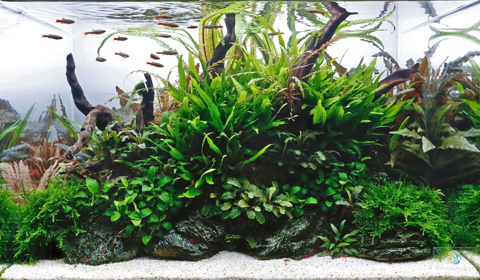 Poissons évoluant dans un bac planté à la végétation fine et dense
