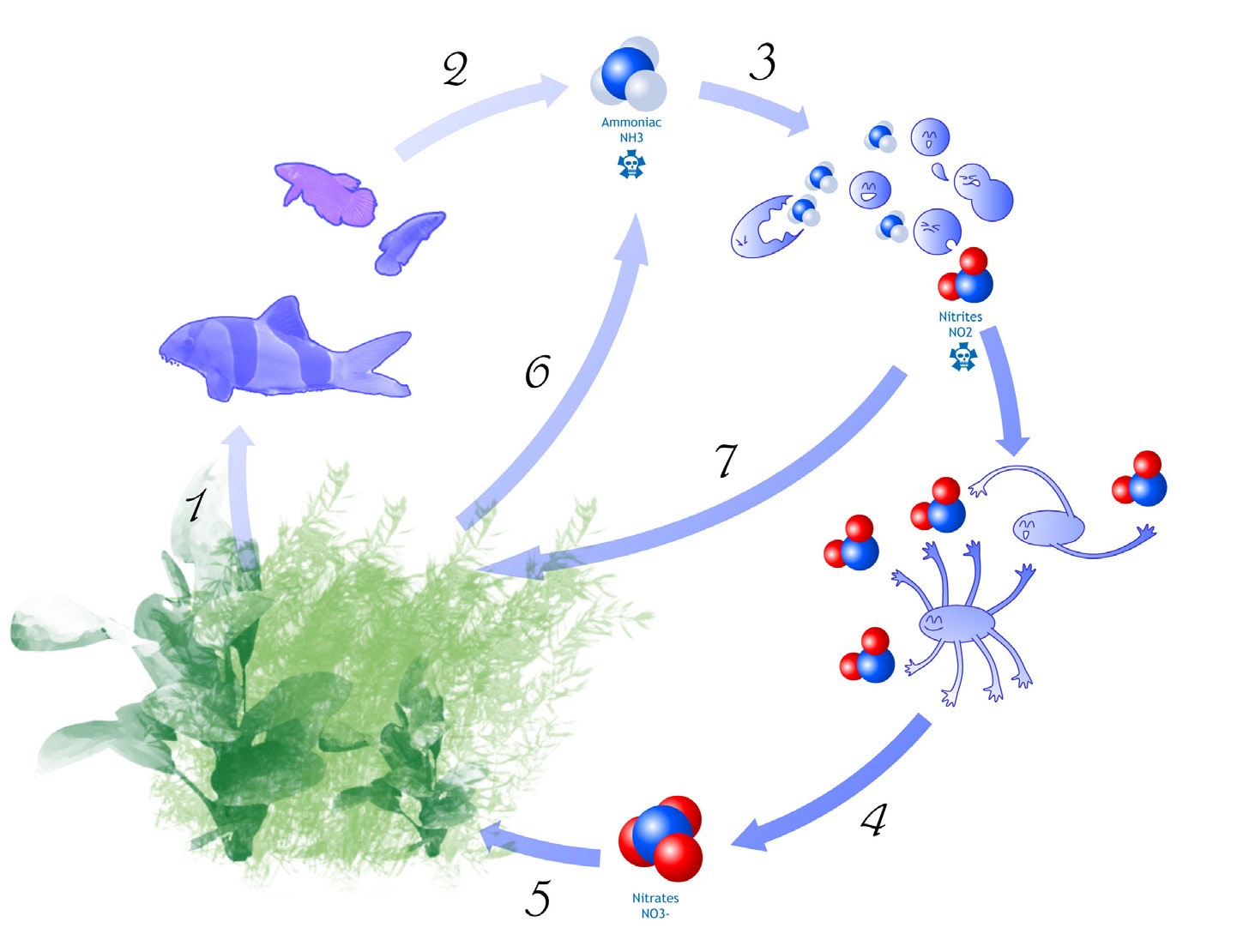 Schéma du cycle de l'azote en aquarium : poissons, ammoniac, nitrites, nitrates, plantes