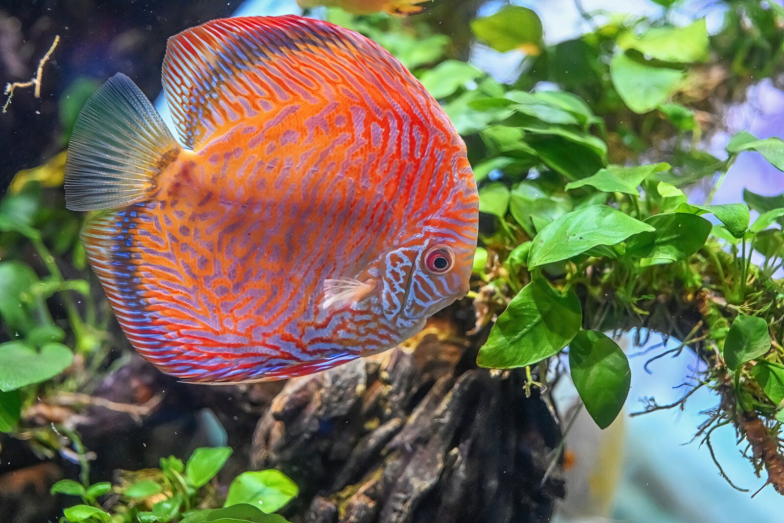Discus en gros plan dans un aquarium