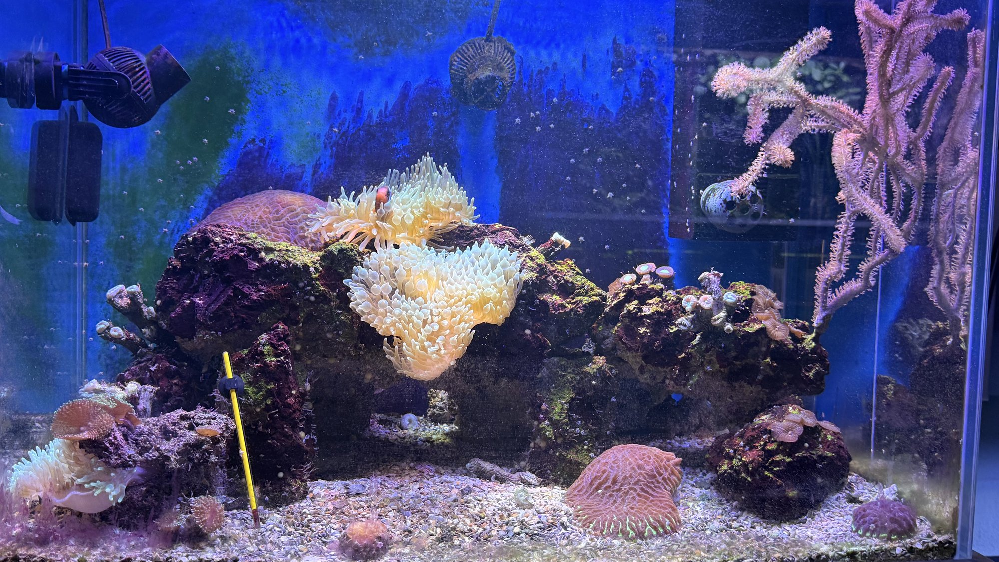 Aquarium du Club d'Aquariophilie de Fondettes