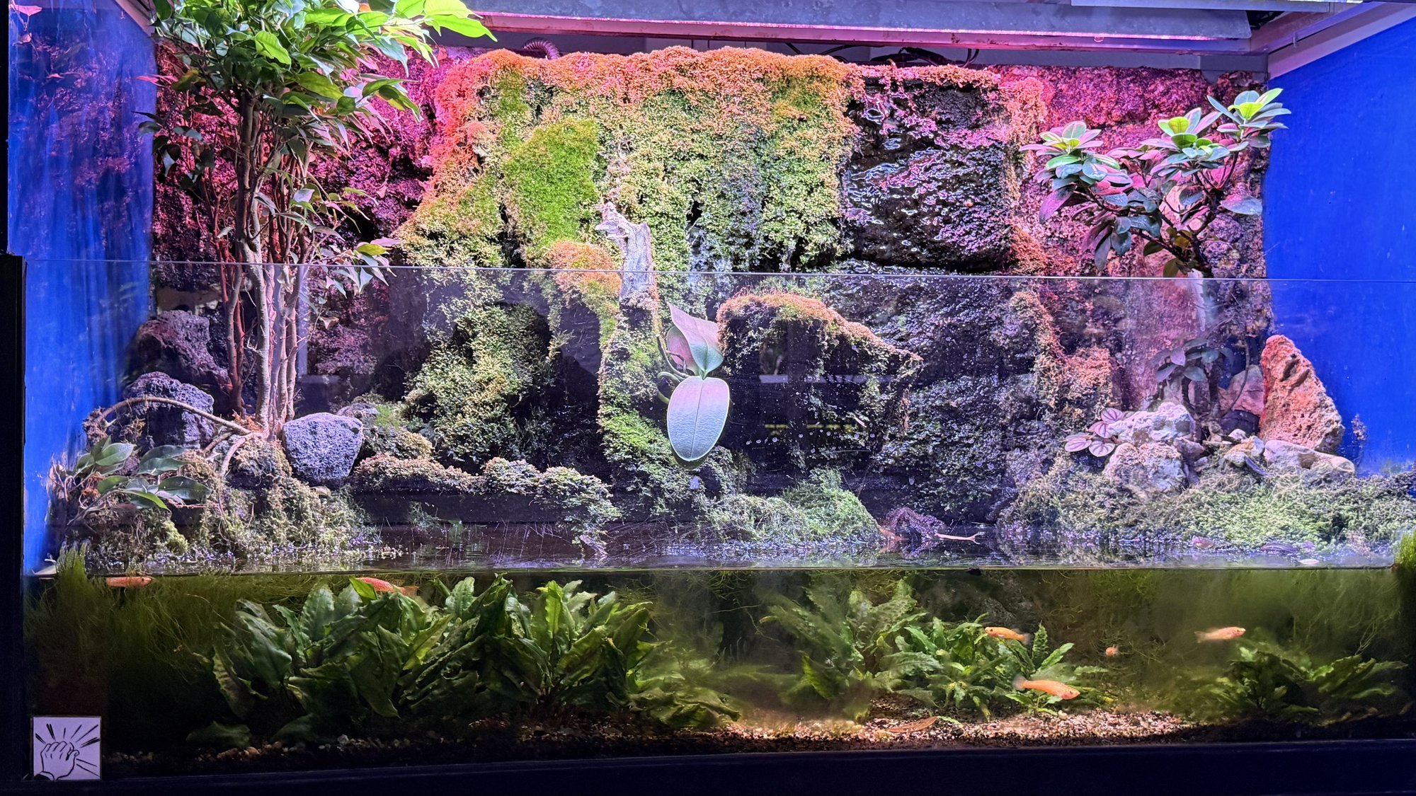 Aquarium du Club d'Aquariophilie de Fondettes