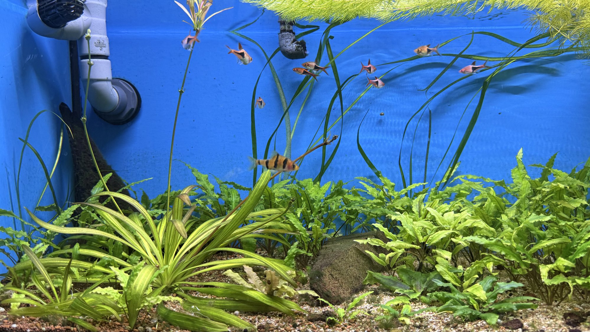 Aquarium du Club d'Aquariophilie de Fondettes