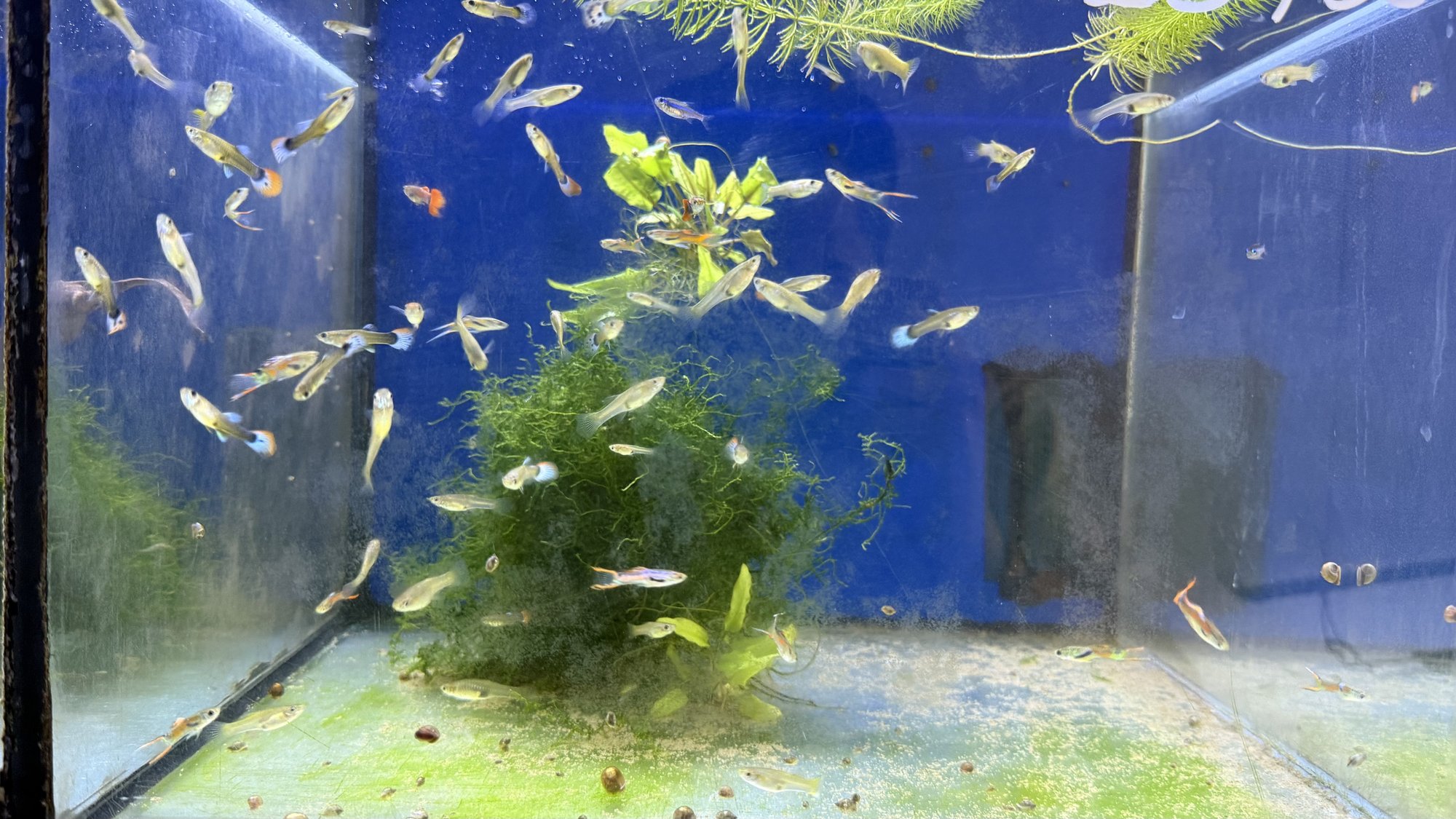 Aquarium du Club d'Aquariophilie de Fondettes