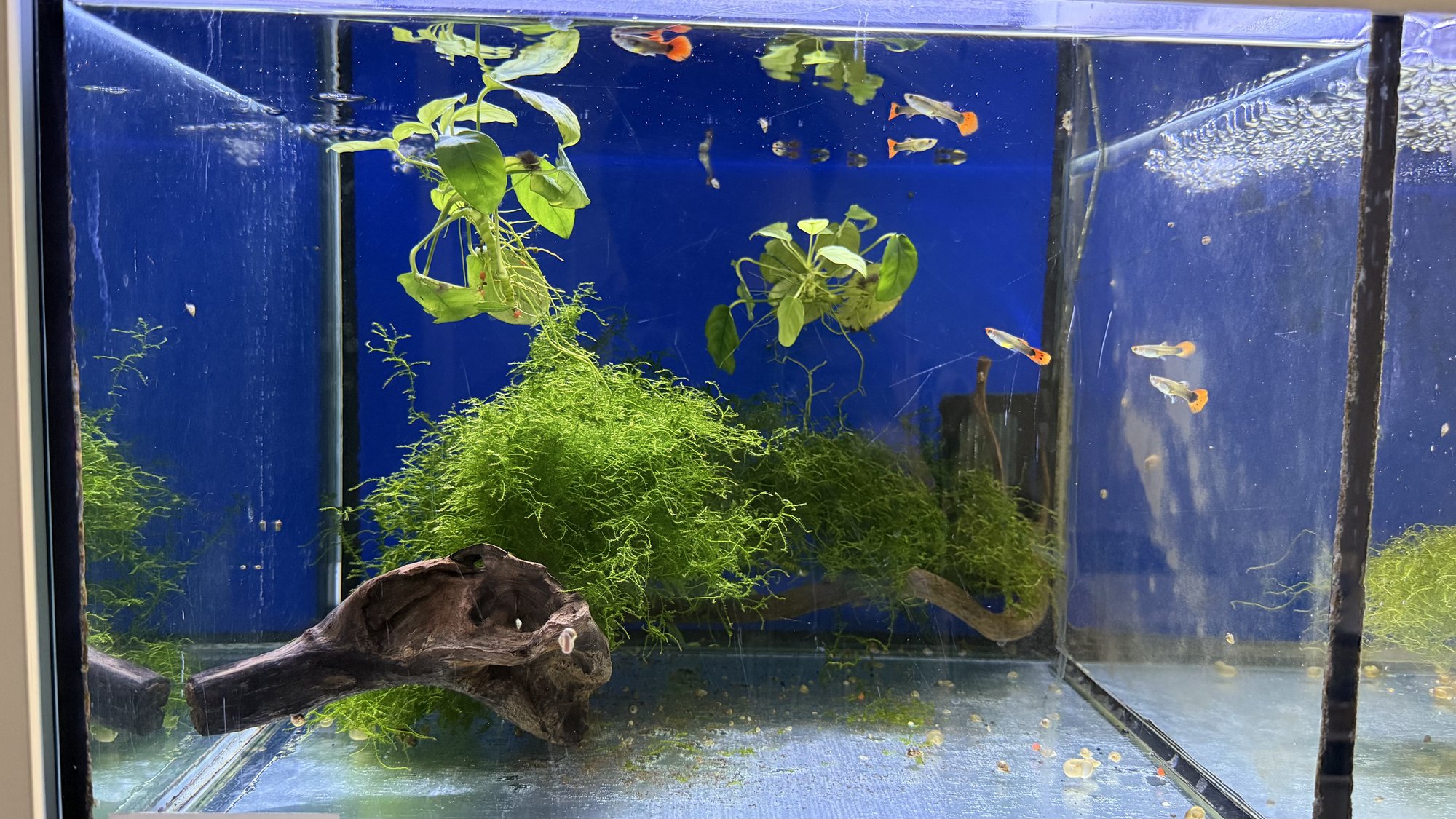 Aquarium du Club d'Aquariophilie de Fondettes
