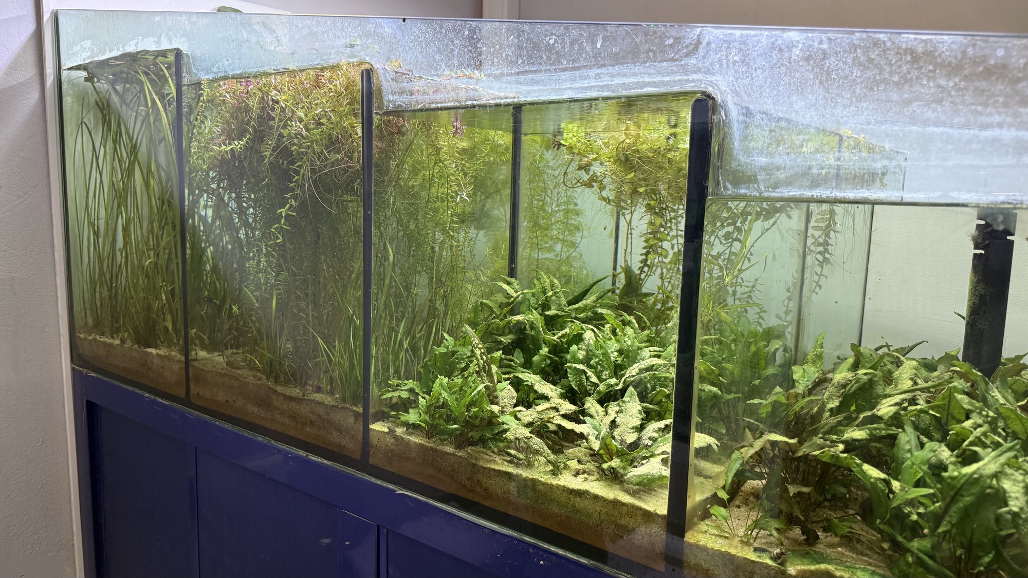 Aquarium du Club d'Aquariophilie de Fondettes