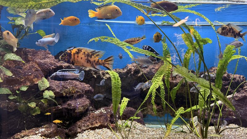 Aquarium du Club d'Aquariophilie de Fondettes