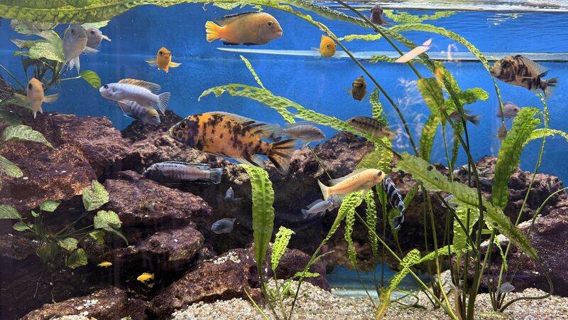 Aquarium du Club d'Aquariophilie de Fondettes