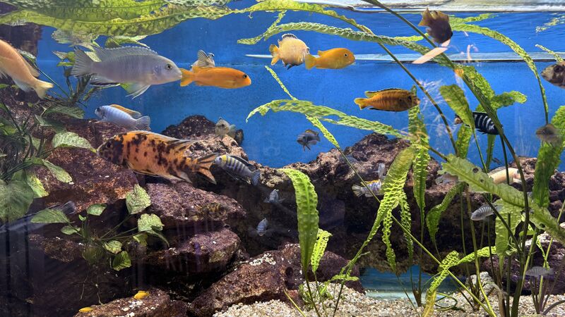 Aquarium du Club d'Aquariophilie de Fondettes