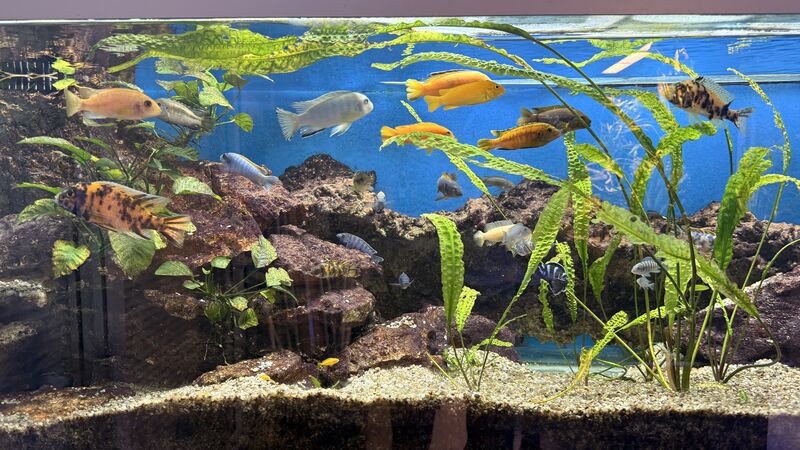 Aquarium du Club d'Aquariophilie de Fondettes