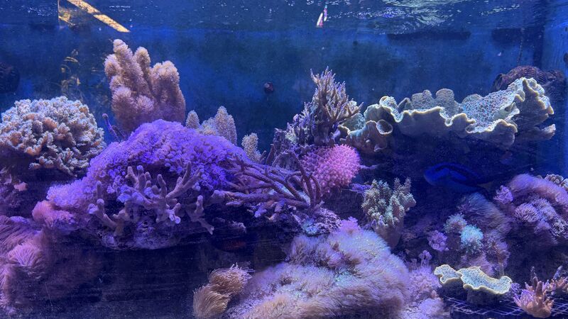 Aquarium du Club d'Aquariophilie de Fondettes