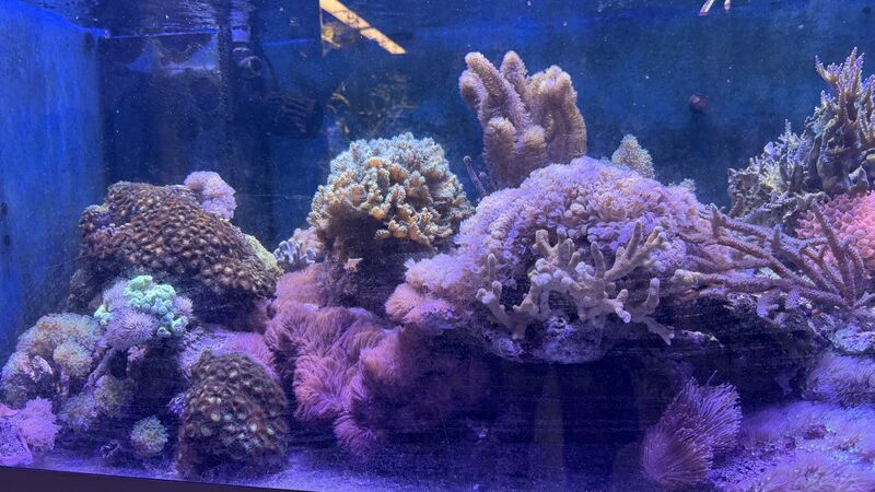 Aquarium du Club d'Aquariophilie de Fondettes