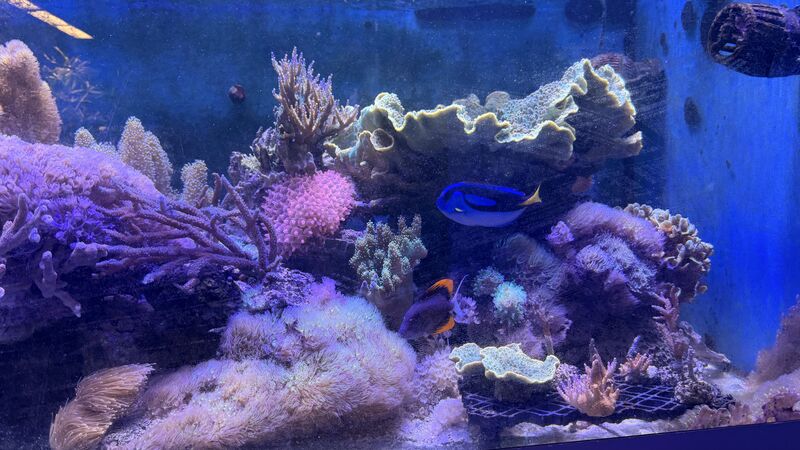 Aquarium du Club d'Aquariophilie de Fondettes