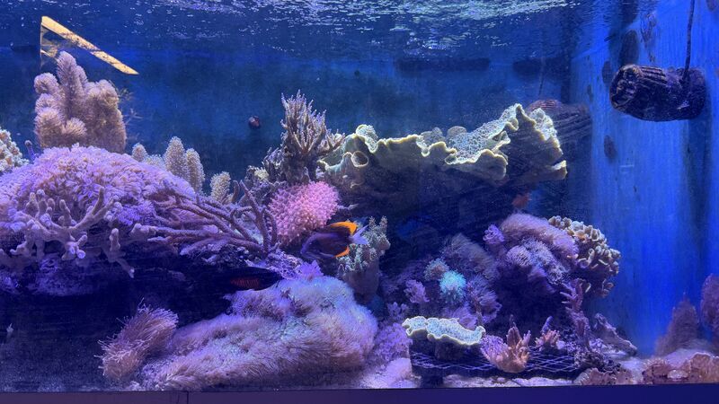 Aquarium du Club d'Aquariophilie de Fondettes