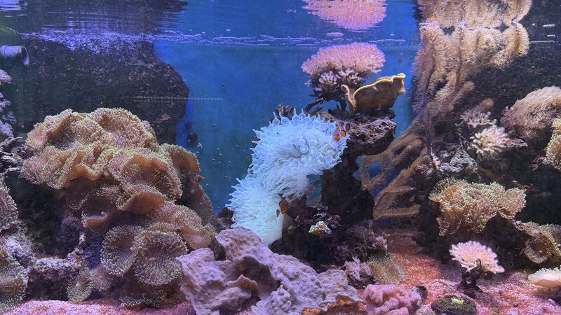 Aquarium du Club d'Aquariophilie de Fondettes
