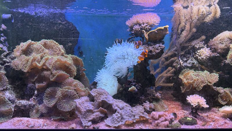 Aquarium du Club d'Aquariophilie de Fondettes