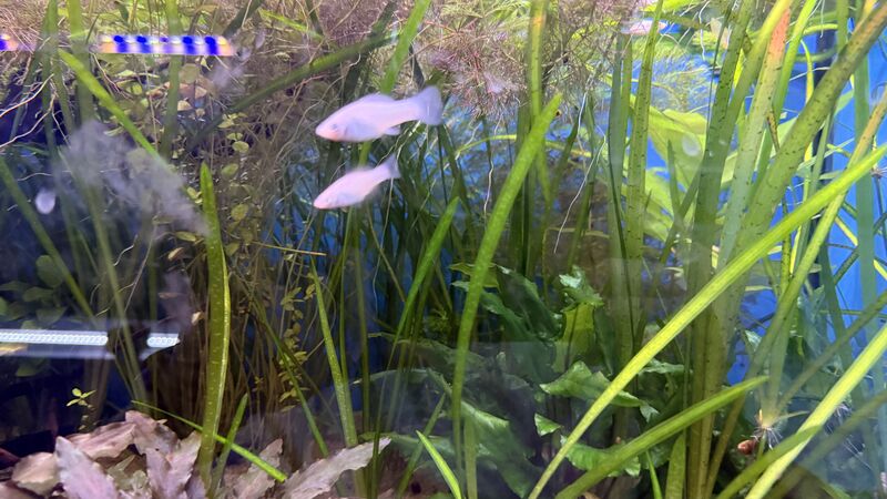Aquarium du Club d'Aquariophilie de Fondettes