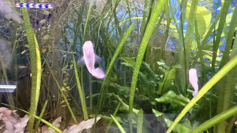 Aquarium du Club d'Aquariophilie de Fondettes