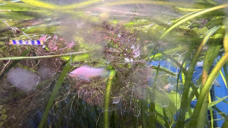 Aquarium du Club d'Aquariophilie de Fondettes