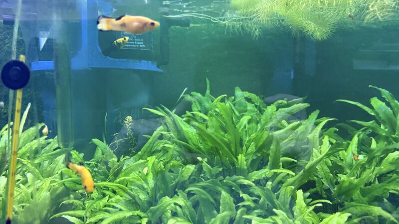 Aquarium du Club d'Aquariophilie de Fondettes