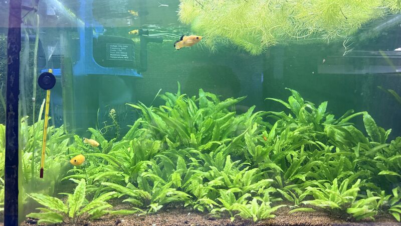 Aquarium du Club d'Aquariophilie de Fondettes
