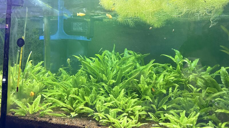 Aquarium du Club d'Aquariophilie de Fondettes