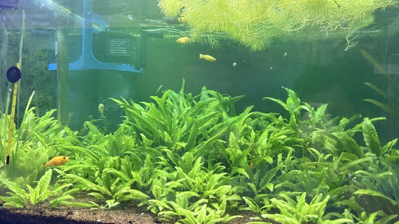 Aquarium du Club d'Aquariophilie de Fondettes