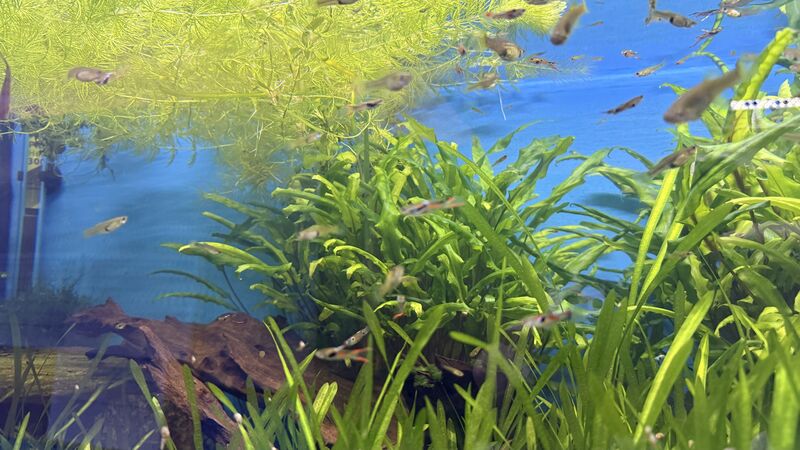 Aquarium du Club d'Aquariophilie de Fondettes