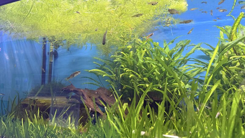 Aquarium du Club d'Aquariophilie de Fondettes