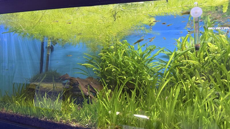 Aquarium du Club d'Aquariophilie de Fondettes