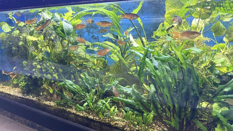 Aquarium du Club d'Aquariophilie de Fondettes