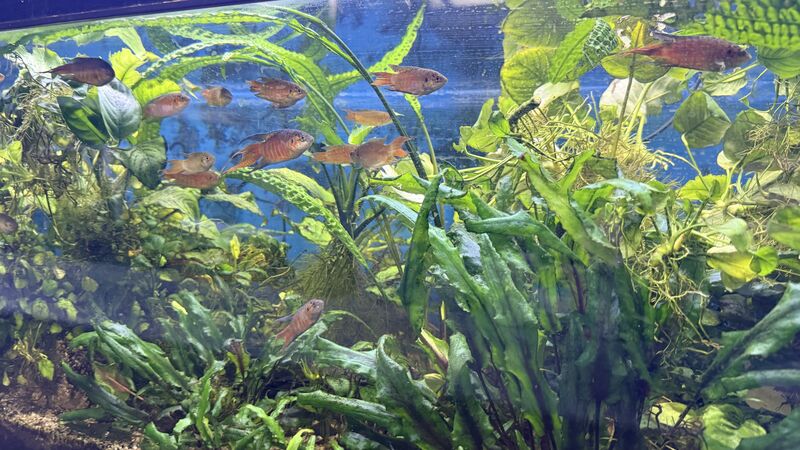 Aquarium du Club d'Aquariophilie de Fondettes