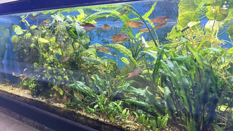 Aquarium du Club d'Aquariophilie de Fondettes
