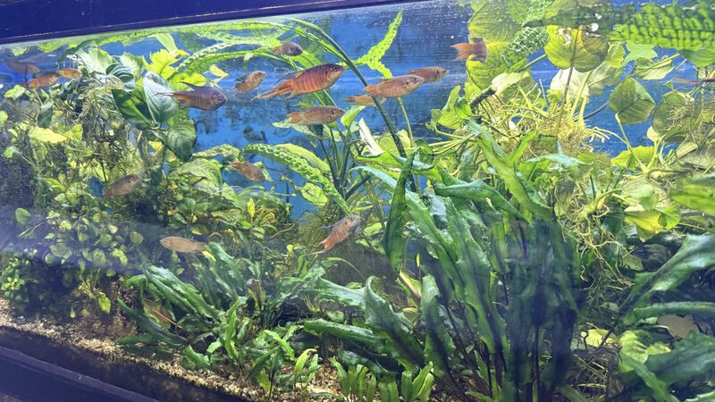 Aquarium du Club d'Aquariophilie de Fondettes