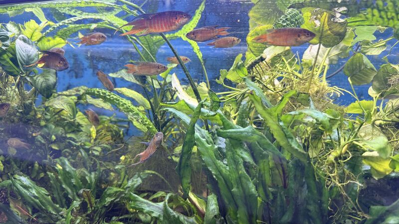 Aquarium du Club d'Aquariophilie de Fondettes