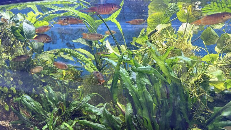 Aquarium du Club d'Aquariophilie de Fondettes