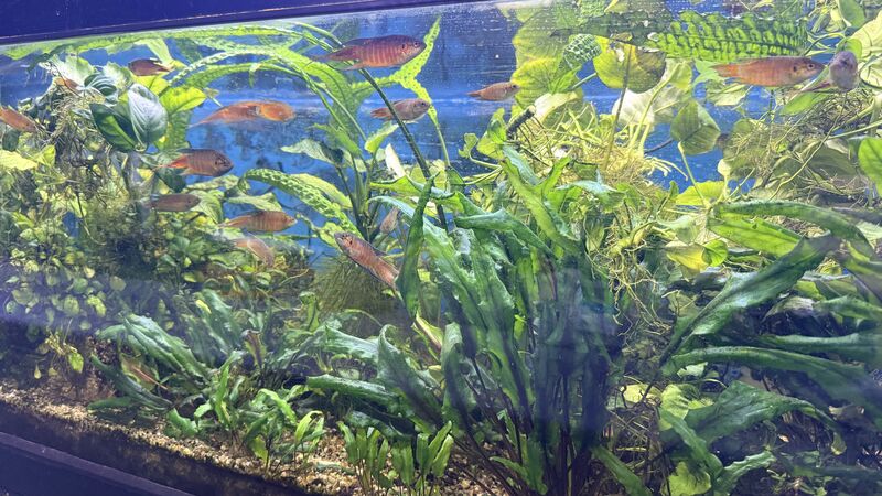 Aquarium du Club d'Aquariophilie de Fondettes