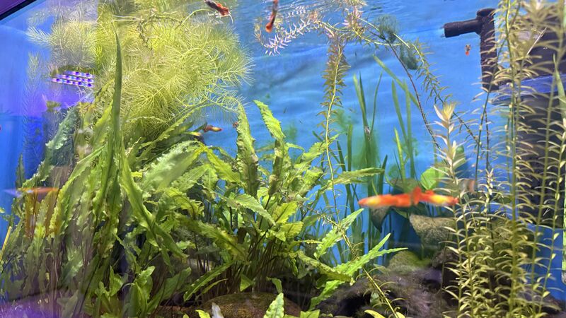 Aquarium du Club d'Aquariophilie de Fondettes
