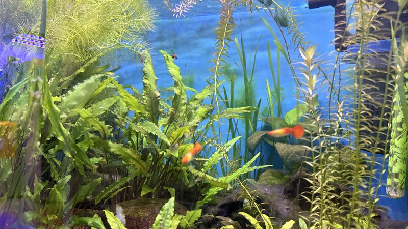 Aquarium du Club d'Aquariophilie de Fondettes