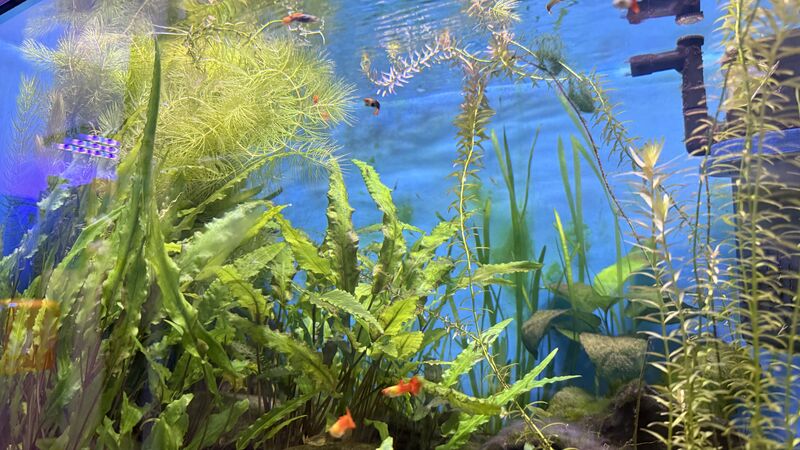 Aquarium du Club d'Aquariophilie de Fondettes