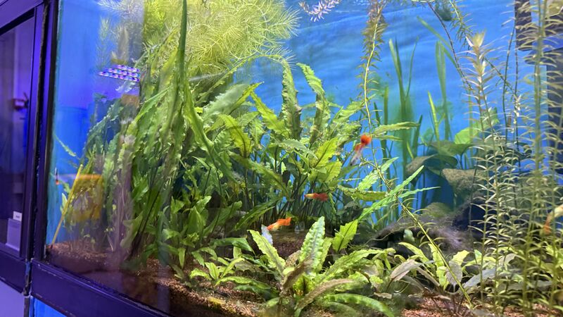 Aquarium du Club d'Aquariophilie de Fondettes