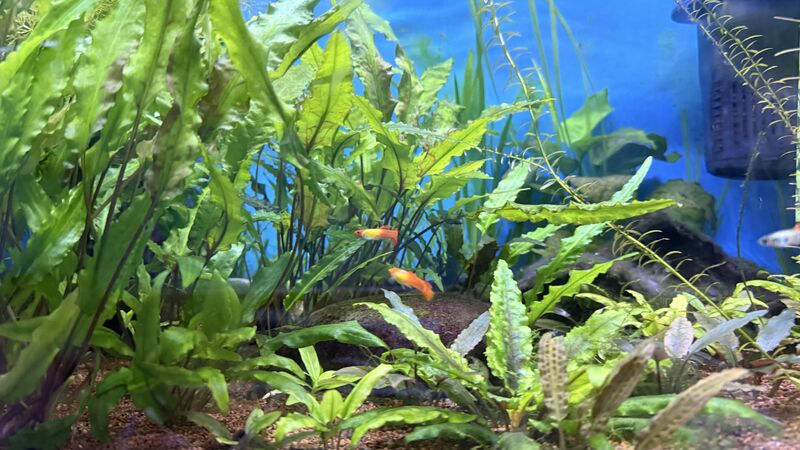 Aquarium du Club d'Aquariophilie de Fondettes