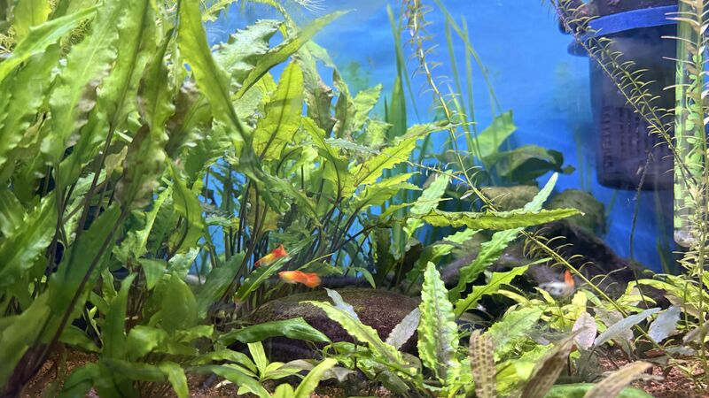 Aquarium du Club d'Aquariophilie de Fondettes