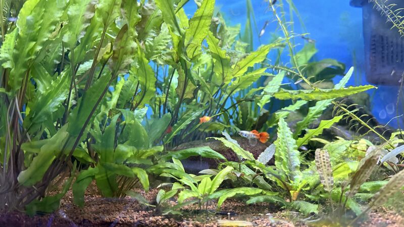 Aquarium du Club d'Aquariophilie de Fondettes