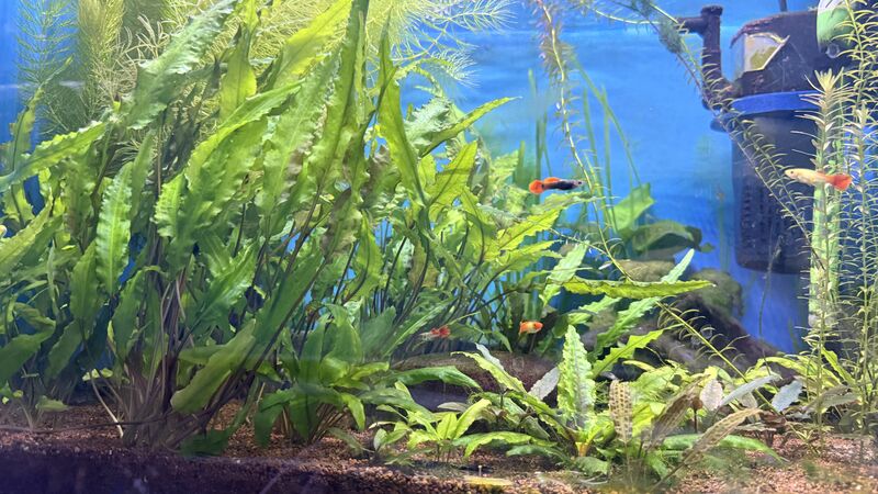 Aquarium du Club d'Aquariophilie de Fondettes