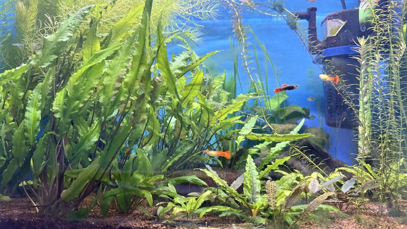 Aquarium du Club d'Aquariophilie de Fondettes